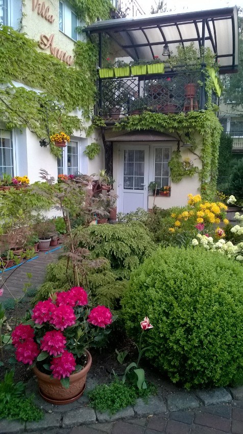 Wejście willi obrośnięte bluszczem z zabudowanym balkonem i bujnymi rabatami, w tym różowe rododendrony
