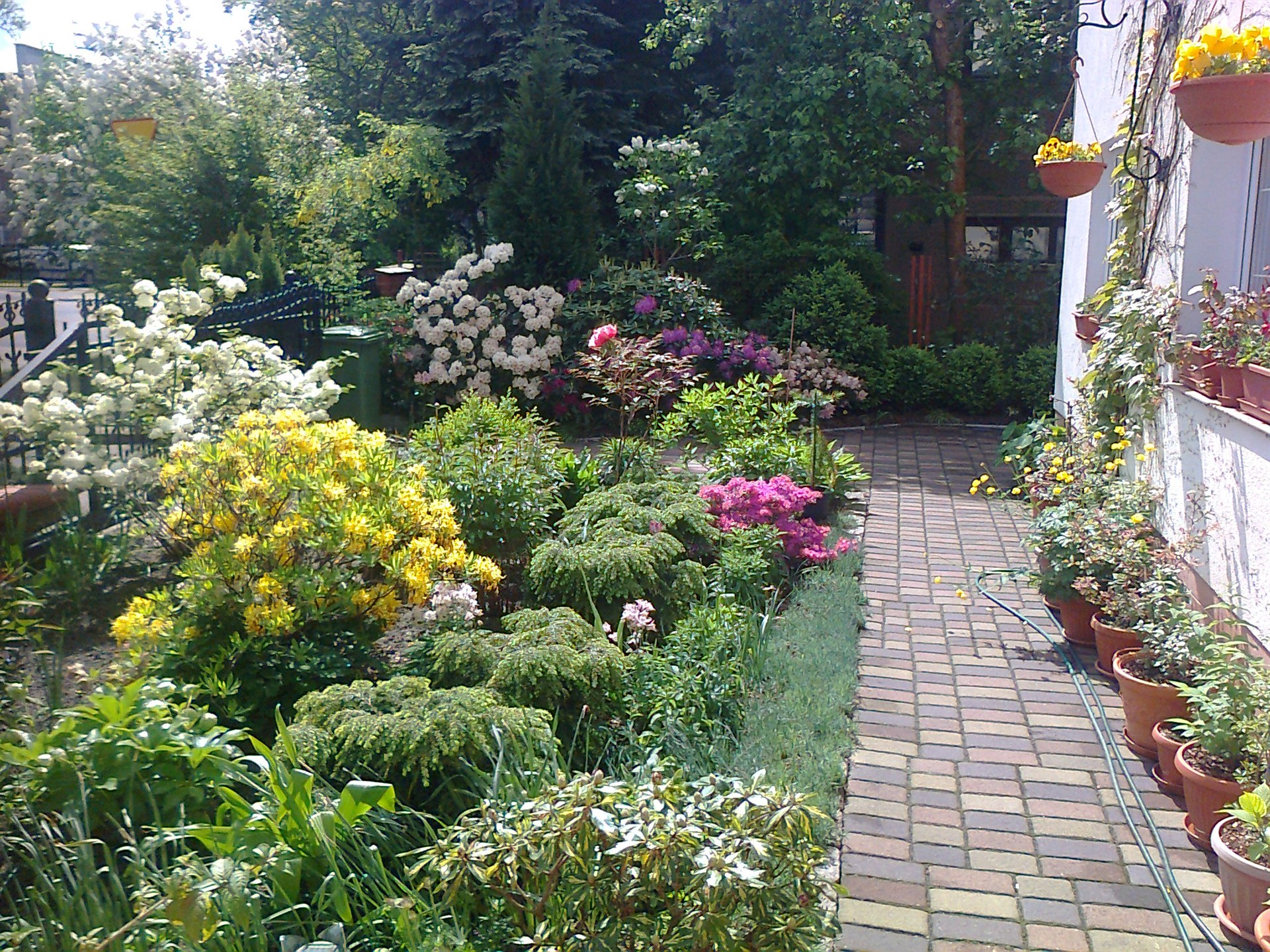 Klinkierowa ścieżka przy domu z donicami po prawej, po lewej żółte, różowe i białe kwitnące krzewy