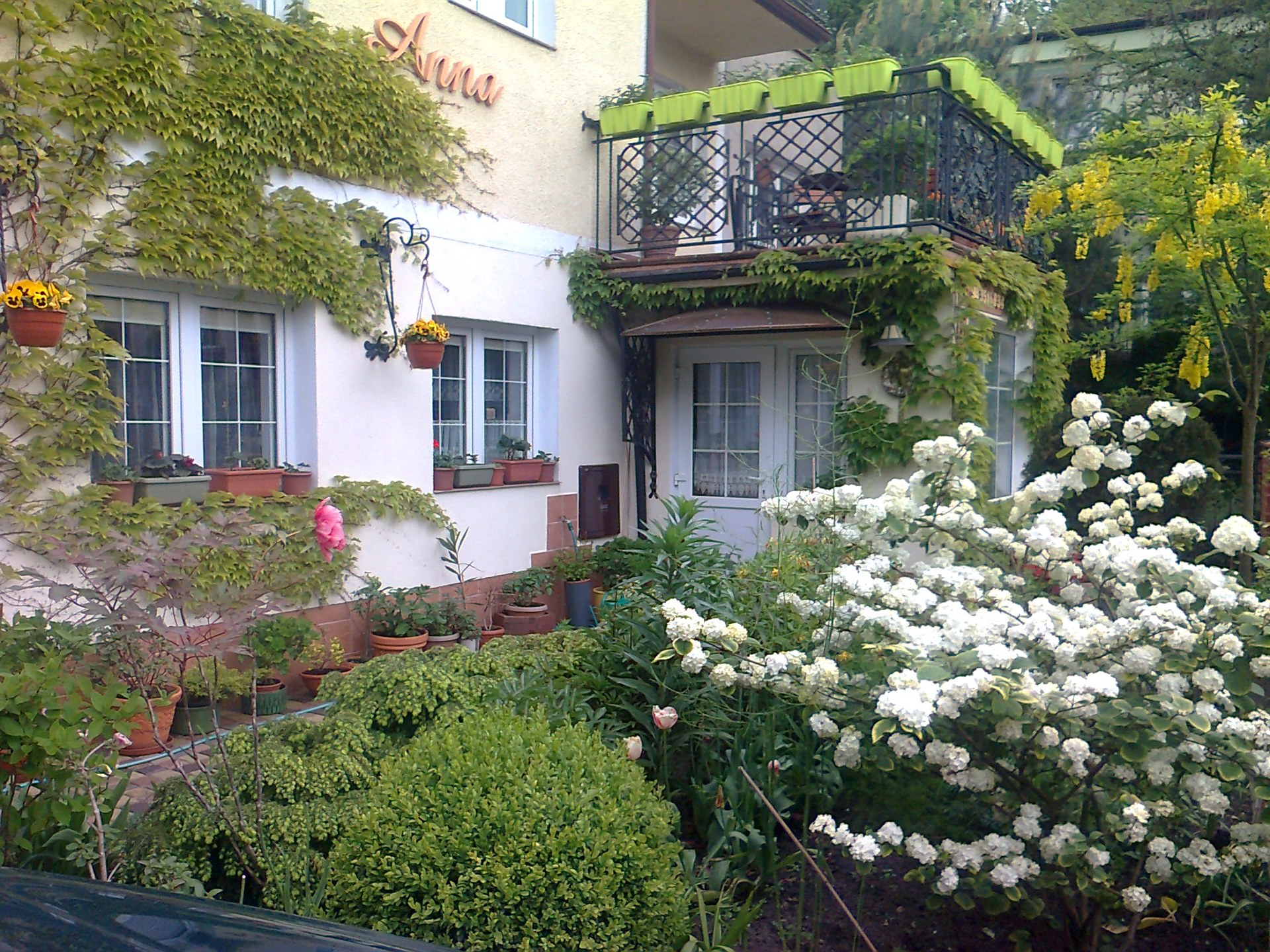 Biały domek obrośnięty bluszczem, balkon z zielonymi donicami i krzew pełen białych kwiatów